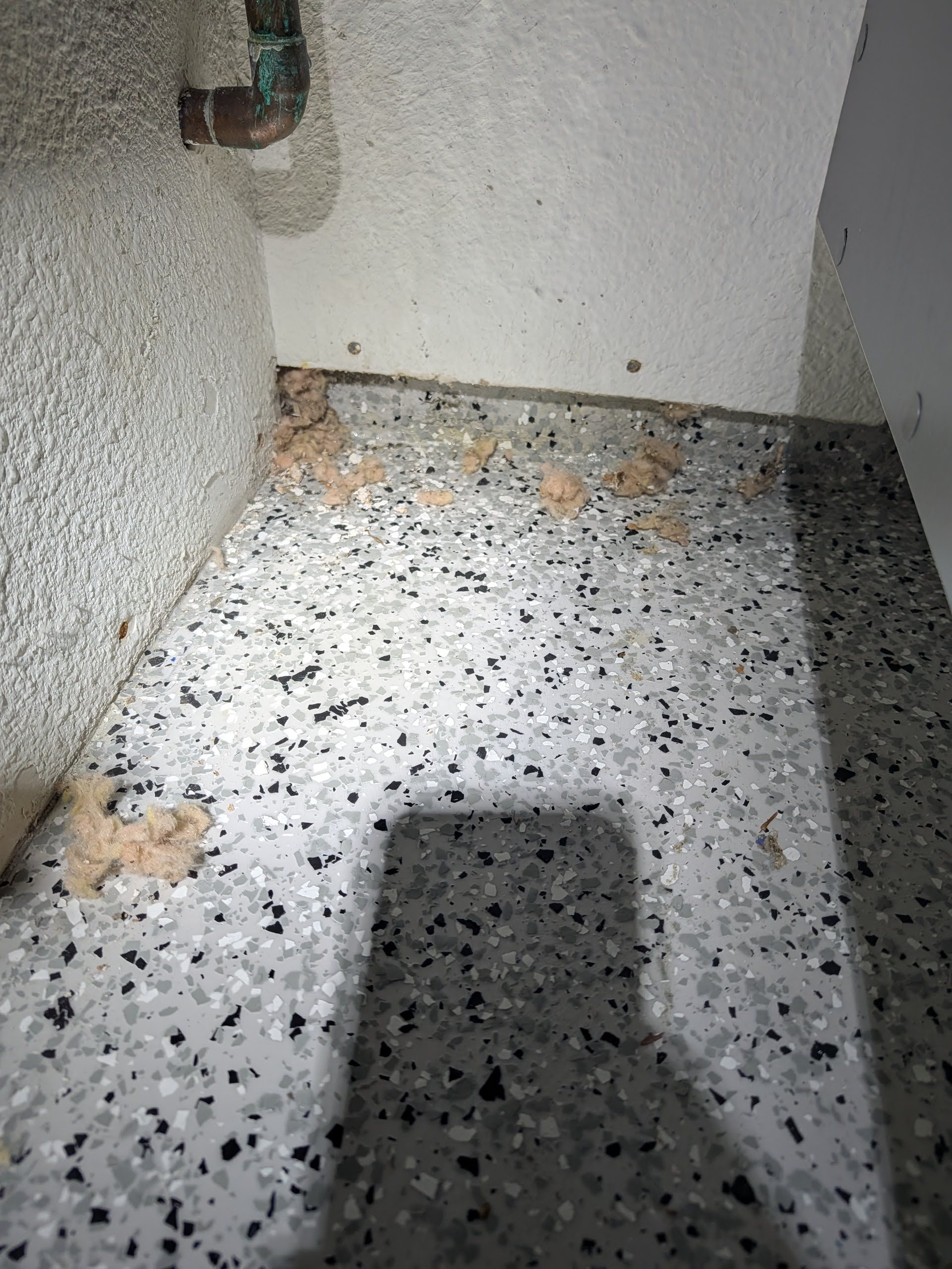 Signs of rat activity in the garage