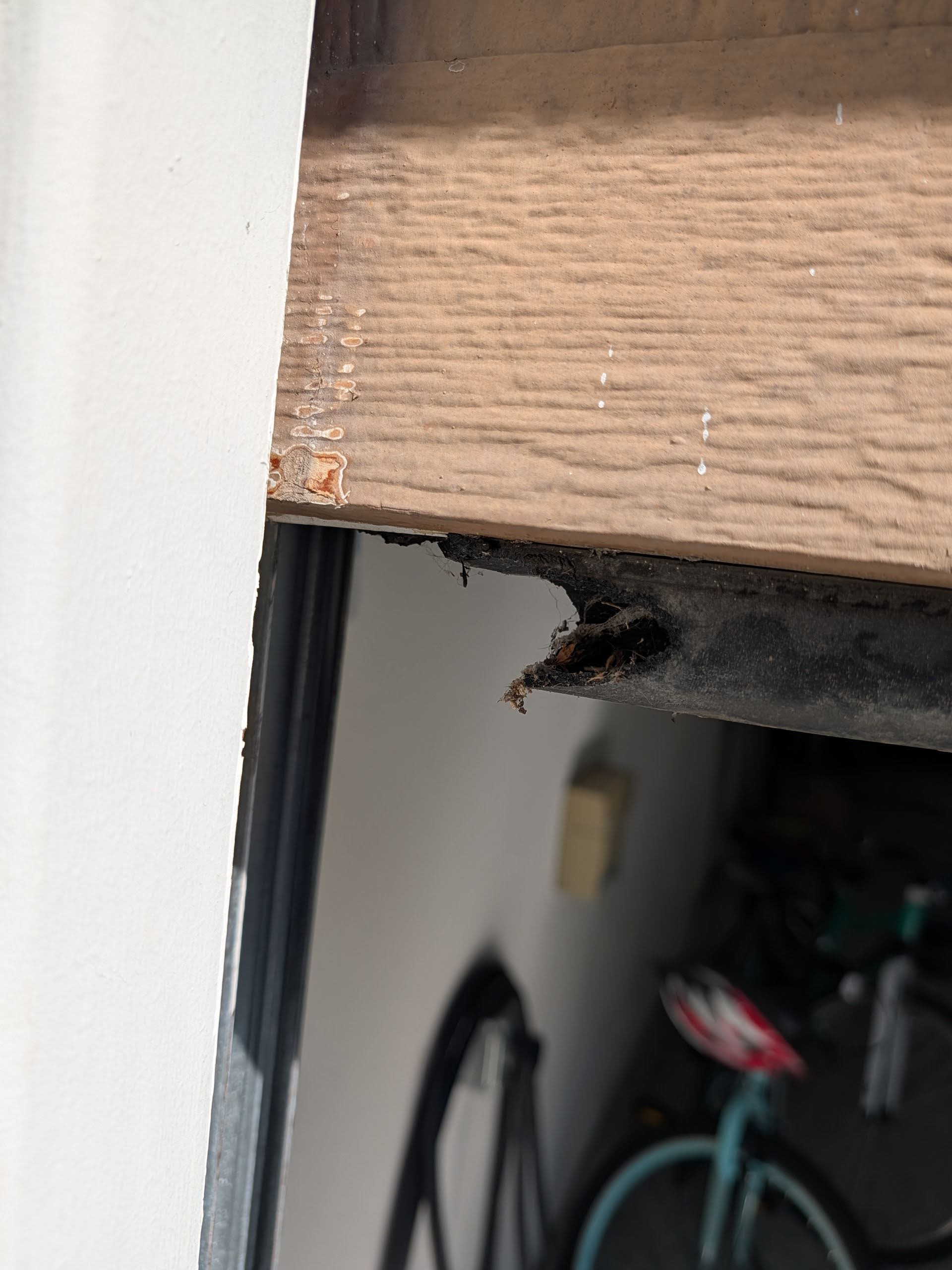 Rats can squeeze through surprisingly small openings