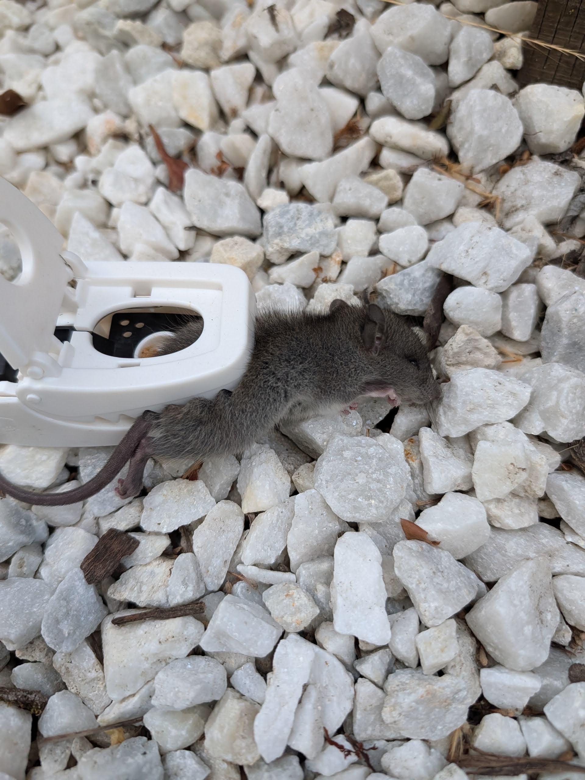 Proof that outdoor trapping works