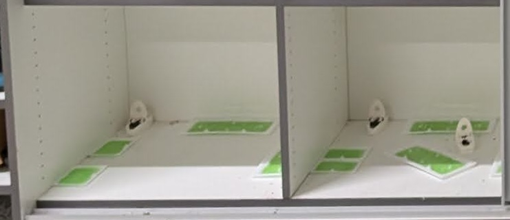 My trap setup: glue traps surrounded by snap traps